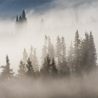 Мъглата прониква в гората в района на Jewell Meadows Wildlife; Jewell, Орегон, Съединени американски щати от Робърт Л. Потс Дизайн снимки