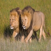 Двама братя лъв, разхождащи се в гора, зона за опазване на Нгорогоро, регион Аруша, печат на плакат в Танзания