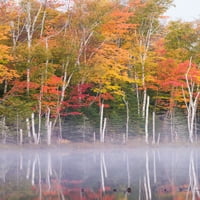 Отражение на дървета в езеро през есента, езерото на Пит, окръг Училище, Горния полуостров, Мичиган, американски плакат